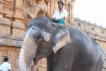 Cornac et son éléphant au service d'un Temple