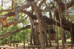Magnifiques Banyans d' Auroville